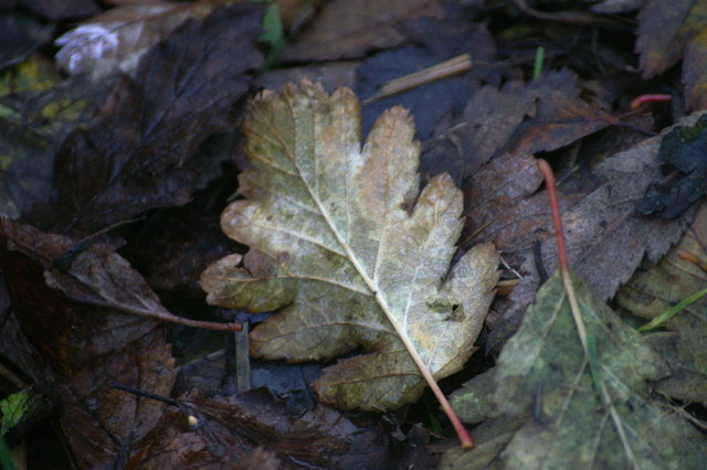 Fallen Whitebeam leaves, Norwick