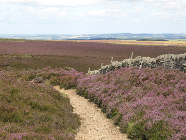 Track south of Backstone Cleugh