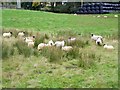 Sheep, Brewlands Bridge