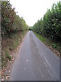 SU6853 : High hedges, narrow lane - North Hampshire by Mr Ignavy