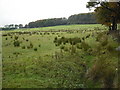 Rough pasture near Shotts