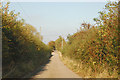 Looking north along the concrete track to East Fields Farm (2)