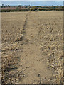 Cornfield footpath