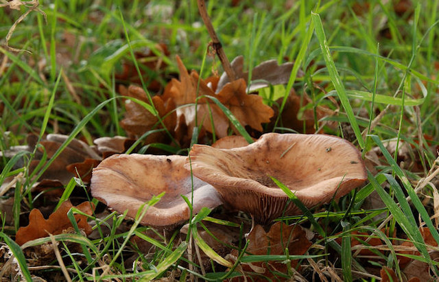 Fungus, Belvoir forest, Belfast