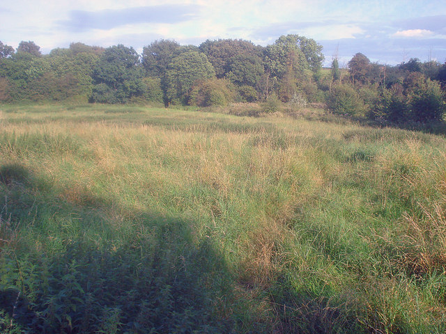 Meadow at Swannington Common