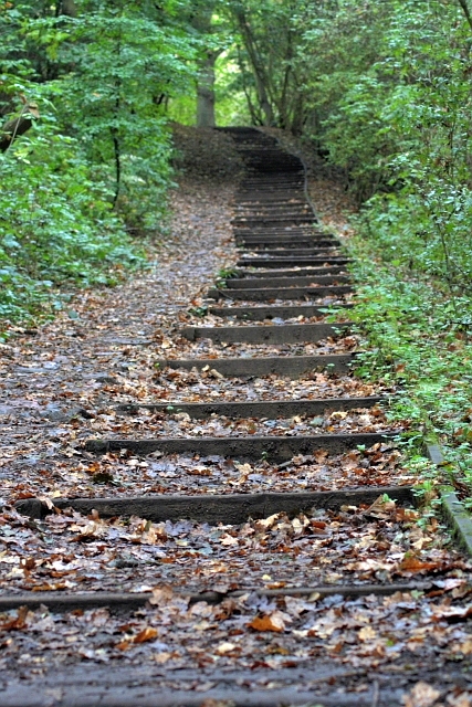 Steps Through Thorpe Wood