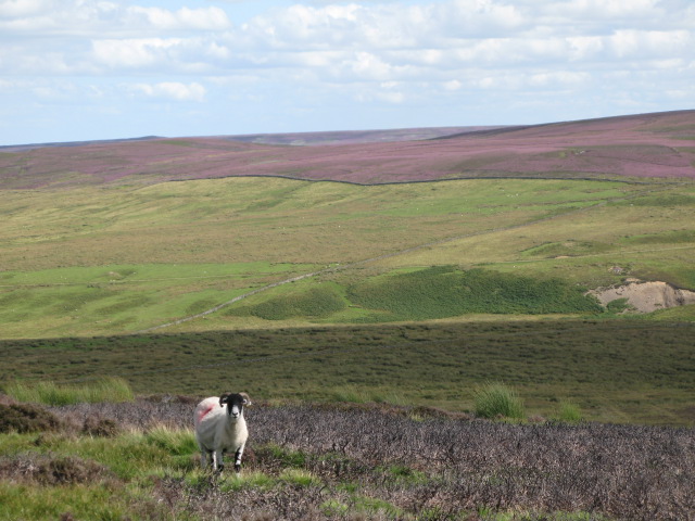Panorama of Westburnhope Moor with heather in bloom (11: E - Valley of the Linn Burn above Westburnhope)
