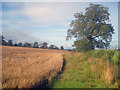 Barley field east of Peggs Green