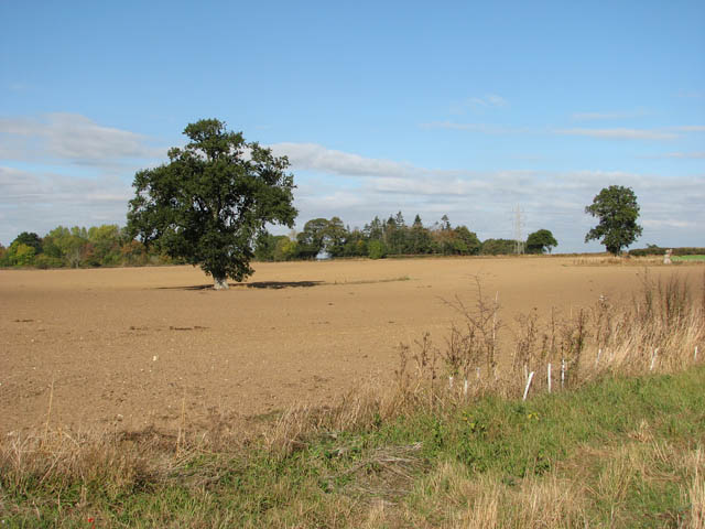 Solitary oak in field south of Cooke's Road