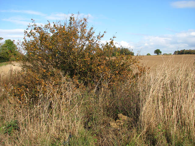 Oak growing in a dry ditch