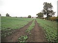 Oilseed rape, off Grange Road