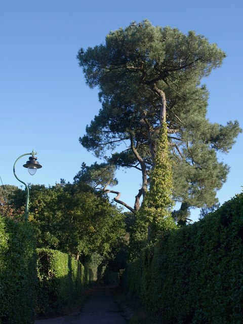 Pines at Talbot Village