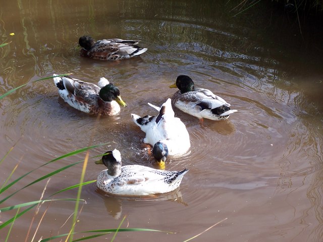 Duck pond outside holiday cottage