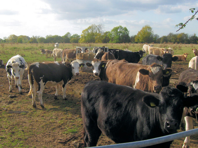 Cattle round a hay feeder near Drayton Beachaump