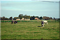 Horses and Cows near The Laurels