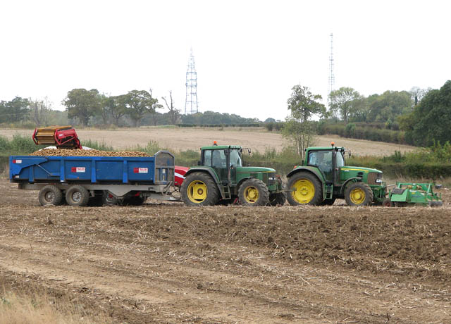 Potato harvest in field north of the A146