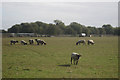 Sheep off Bowdell Lane