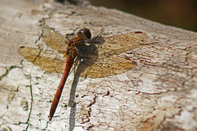 A dragonfly - Sympetrum striolatum - Common Darter