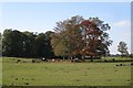 A paddock near Quarry Farm, Blackdown