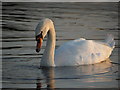 Wildlife on Kernan Lake