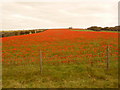 ST8818 : Compton Abbas: poppy field on Clubmen&#8217;s Down by Chris Downer