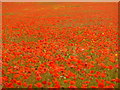 ST8818 : Compton Abbas: poppies galore by Chris Downer