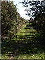 Path along former railway line, Ringwood