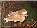 Bracket Fungus in Buckland Hoo Wood