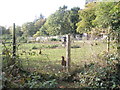 Chickens as seen from the path running parallel to Witley Station