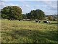 Cattle grazing near Weston Gardens