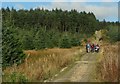 Forest track near Glenariff Forest Park