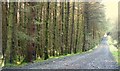 Forest track near Glenariff Forest Park