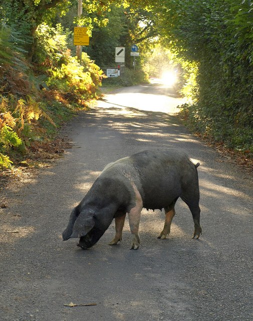 Pig out at Shobley