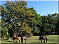 Ponies at Shobley