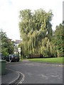 Weeping willows in Water Lane (2)