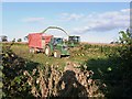 Harvesting Maize