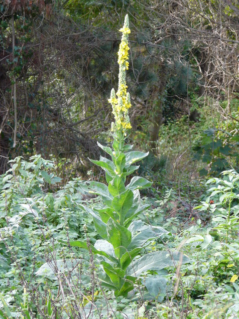 Aaron's Rod, Verbascum thapsus, near Brownstone Battery