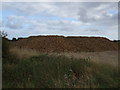 Pile of Beet at Cross Roads Farm Beesby