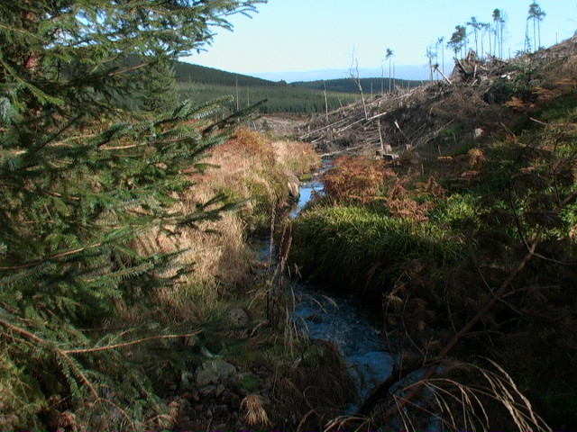Upper reaches of Cowie Water entering an area of clearfell near Hill of Pittengoggie