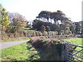 The Plas yn Llangoed Woodland from the Glan-yr-Afon road