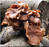 J4681 : Fungus, Crawfordsburn Glen (31) by Albert Bridge