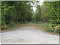 Bridleway through Pondtail Copse