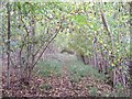 Path through Todenham Plantation