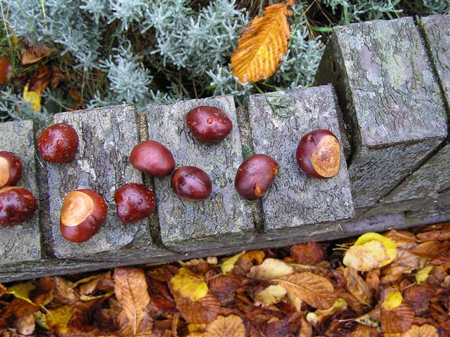 Conker collection, Omagh