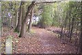 TQ5646 : Footpath in Barnett's Wood by David Anstiss