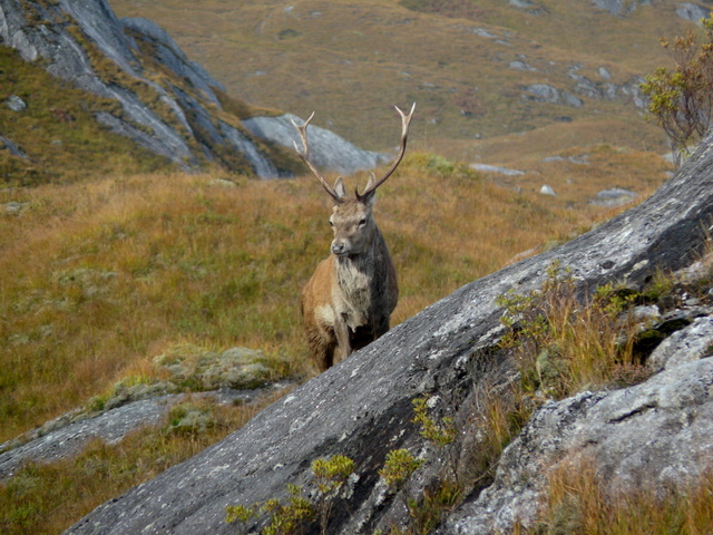 Red deer stag near Kinloch Hourn © sylvia duckworth cc-by-sa/2.0 ...