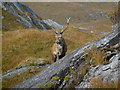NG9604 : Red deer stag near Kinloch Hourn. by sylvia duckworth