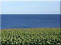 Green and blue at Tod Head