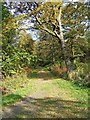 SO9580 : Path in Uffmoor Wood by P L Chadwick