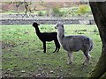 Alpacas at Ettrickhill House